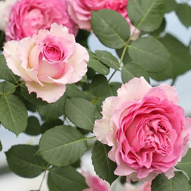 Роза парковая Силк Гармент